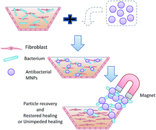 Graphical abstract: Quaternized N-chloramine coated magnetic nanoparticles: a trifecta of superior antibacterial activity, minimal residual toxicity and rapid site removal