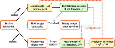 Graphical abstract: Analysis of contact area between water and irregular fibrous surface for prediction of wettability