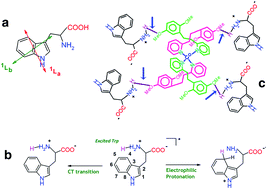 Graphical abstract: Sensing of tryptophan by a non-toxic cobalt(ii) complex