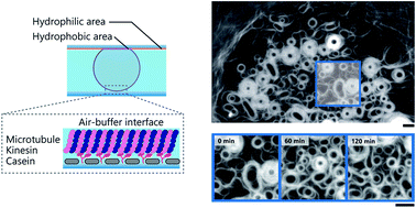 Graphical abstract: Mechanical oscillation of dynamic microtubule rings