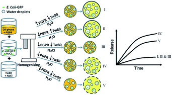 Graphical abstract: Modulating the release of Escherichia coli in double W1/O/W2 emulsion globules under hypo-osmotic pressure