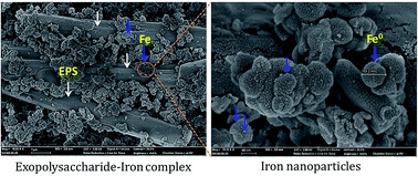 Graphical abstract: Metal removal and reduction potential of an exopolysaccharide produced by Arctic psychrotrophic bacterium Pseudomonas sp. PAMC 28620