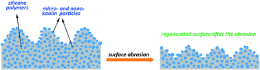 Graphical abstract: Bioinspired fabrication of mechanically durable superhydrophobic materials with abrasion-enhanced properties