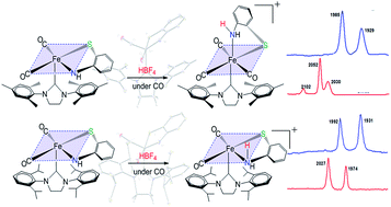 Graphical abstract: Synthesis, structural characterization, and chemical properties of pentacoordinate model complexes for the active site of [Fe]-hydrogenase