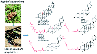 Graphical abstract: Structures and inhibitory activity against breast cancer cells of new bufadienolides from the eggs of toad Bufo bufo gargarizans