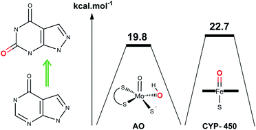 Graphical abstract: Mechanistic study of allopurinol oxidation using aldehyde oxidase, xanthine oxidase and cytochrome P450 enzymes