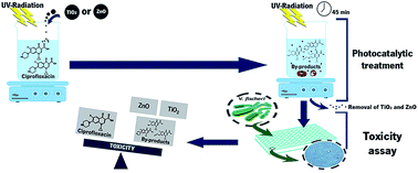Graphical abstract: Ciprofloxacin wastewater treated by UVA photocatalysis: contribution of irradiated TiO2 and ZnO nanoparticles on the final toxicity as assessed by Vibrio fischeri