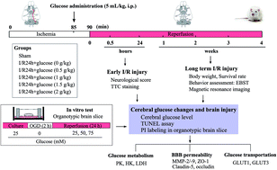 Graphical abstract: Effects of cerebral glucose levels in infarct areas on stroke injury mediated by blood glucose changes