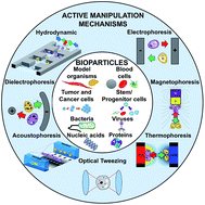 Graphical abstract: Active bioparticle manipulation in microfluidic systems