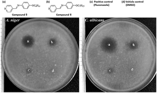 Graphical abstract: Antifungal study of substituted 4-pyridylmethylene-4′-aniline Schiff bases
