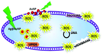 Graphical abstract: Plasmon-induced oxidative stress and macromolecular damage in pathogenic bacteria