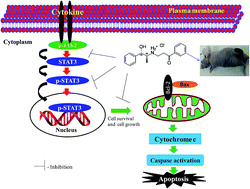 Graphical abstract: Synthetic investigation on chirally pure Mannich derivatives of pseudophenylpropanolamine and their anticancer properties against HepG-2 cells with inhibition of JAK2/STAT3