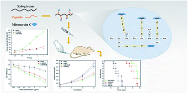 Graphical abstract: Xyloglucan as a mitomycin C carrier to reverse multidrug resistance