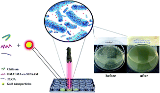Graphical abstract: A novel strategy for low level laser-induced plasmonic photothermal therapy: the efficient bactericidal effect of biocompatible AuNPs@(PNIPAAM-co-PDMAEMA, PLGA and chitosan)