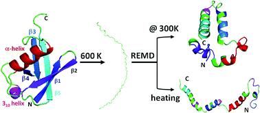 Graphical abstract: Characterizing the denatured state ensemble of ubiquitin under native conditions using replica exchange molecular dynamics