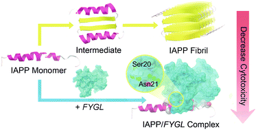 Graphical abstract: A natural hyperbranched proteoglycan inhibits IAPP amyloid fibrillation and attenuates β-cell apoptosis