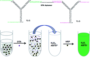 Graphical abstract: Dual signal amplification by an “on-command” pure DNA hydrogel encapsulating HRP for colorimetric detection of ochratoxin A