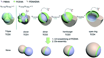 Graphical abstract: Controlled fabrication of polymeric Janus nanoparticles and their solution behaviors