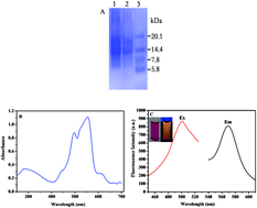Graphical abstract: Highly sensitive and selective fluorescence detection of Hg(ii) ions based on R-phycoerythrin from Porphyra yezoensis