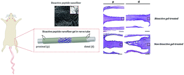 Graphical abstract: Sciatic nerve regeneration induced by glycosaminoglycan and laminin mimetic peptide nanofiber gels