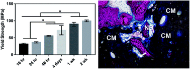 Graphical abstract: Oxidatively degradable poly(thioketal urethane)/ceramic composite bone cements with bone-like strength