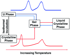 Graphical abstract: Phase behavior of a binary lipid system containing long- and short-chain phosphatidylcholines