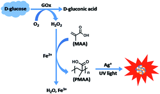 Graphical abstract: Fluorometric “Turn-On” glucose sensing through the in situ generation of silver nanoclusters