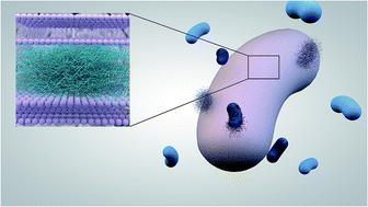 Graphical abstract: Hybrid membrane biomaterials from self-assembly in polysaccharide and peptide amphiphile mixtures: controllable structural and mechanical properties and antimicrobial activity