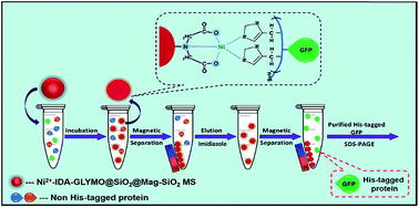 Graphical abstract: Highly selective magnetic affinity purification of histidine-tagged proteins by Ni2+ carrying monodisperse composite microspheres