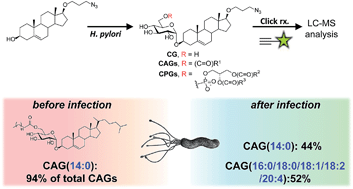 Graphical abstract: Metabolic labelling of cholesteryl glucosides in Helicobacter pylori reveals how the uptake of human lipids enhances bacterial virulence