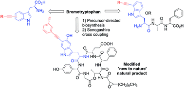 Graphical abstract: Sonogashira diversification of unprotected halotryptophans, halotryptophan containing tripeptides; and generation of a new to nature bromo-natural product and its diversification in water