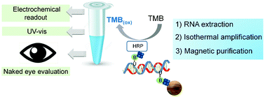 Graphical abstract: Naked-eye and electrochemical detection of isothermally amplified HOTAIR long non-coding RNA