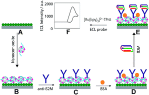 Graphical abstract: A highly sensitive and label-free electrochemiluminescence immunosensor for beta 2-microglobulin