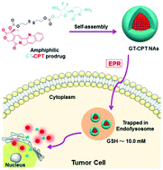 Graphical abstract: Gemcitabine–camptothecin conjugates: a hybrid prodrug for controlled drug release and synergistic therapeutics