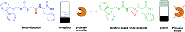 Graphical abstract: Enzymatically-stable oxetane-based dipeptide hydrogels