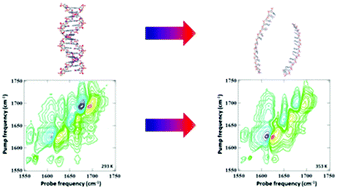 Graphical abstract: Ultrafast 2D-IR and optical Kerr effect spectroscopy reveal the impact of duplex melting on the structural dynamics of DNA