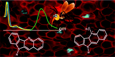 Graphical abstract: Cryptolepine and quindoline: understanding their photophysics