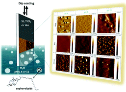 Graphical abstract: Surface-induced assembly of sophorolipids
