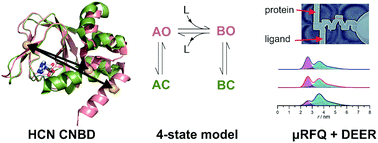 Graphical abstract: Rates and equilibrium constants of the ligand-induced conformational transition of an HCN ion channel protein domain determined by DEER spectroscopy