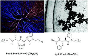 Graphical abstract: Self-assembly of diphenylalanine with preclick components as capping groups