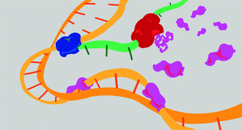 Graphical abstract: Acceleration of bursty multiprotein target search kinetics on DNA by colocalisation
