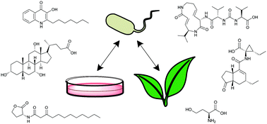 Graphical abstract: Chemical strategies to unravel bacterial–eukaryotic signaling