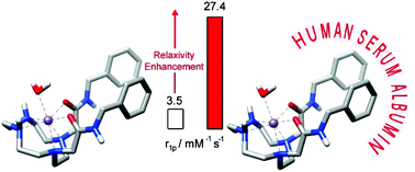 Graphical abstract: Optimising the relaxivities of Mn2+ complexes by targeting human serum albumin (HSA)