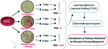 Graphical abstract: Transcriptomic analyses of the anti-adipogenic effects of oleuropein in human mesenchymal stem cells