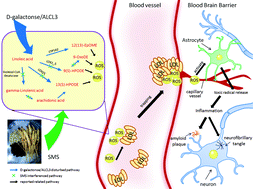 Graphical abstract: Characterizing serum metabolic alterations of Alzheimer's disease and intervention of Shengmai-San by ultra-performance liquid chromatography/electrospray ionization quadruple time-of-flight mass spectrometry
