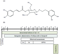 Graphical abstract: Echinacoside ameliorates the memory impairment and cholinergic deficit induced by amyloid beta peptides via the inhibition of amyloid deposition and toxicology