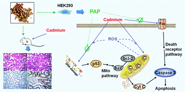 Graphical abstract: Protective effect of Potentilla anserina polysaccharide on cadmium-induced nephrotoxicity in vitro and in vivo