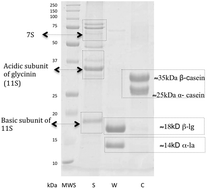 Graphical abstract: The effects of whey and soy proteins on growth performance, gastrointestinal digestion, and selected physiological responses in rats