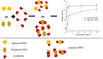 Graphical abstract: In vitro inhibition of pancreatic α-amylase by spherical and polygonal starch nanoparticles