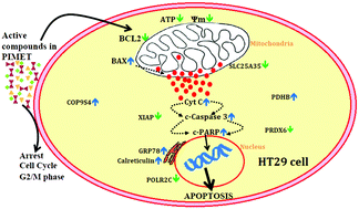 Graphical abstract: Musa paradisiaca inflorescence induces human colon cancer cell death by modulating cascades of transcriptional events